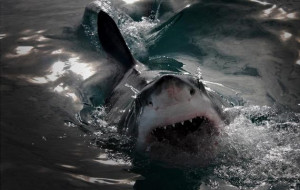 tiburon blanco emergiendo en un atardecer...
