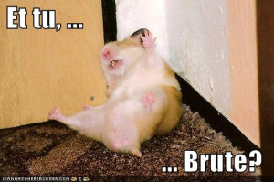 Funny Hamster New Photos 2011