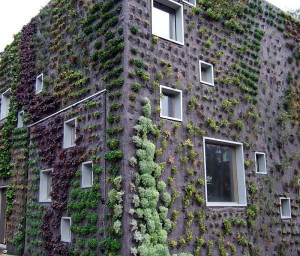 walls netherlands roots system living walls green wall green buildings ...