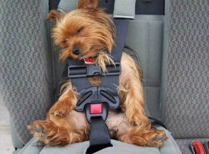 Funny Dog Sleeping in Car
