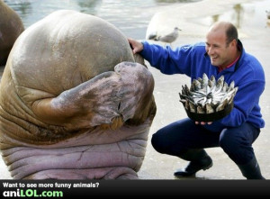 funny happy birthday quotes with animals