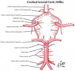 Hypothalamus Hypophyseal Artery