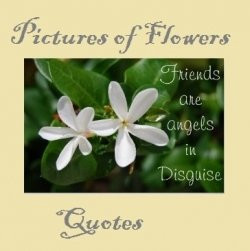 more quotes pictures under flowers quotes html code for picture