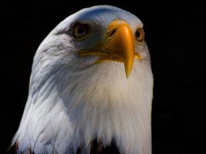 market-gains-instantly-evaporate-after-surprise-hawkish-tone-to-fed ...