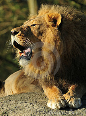 roaring-lion-thumb12261633.jpg#roaring%20lion