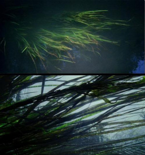 tarkovsky, malick, solaris, tree of life, quotes, allusion, reference ...