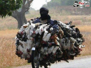 Chicken Transport Funny Photo