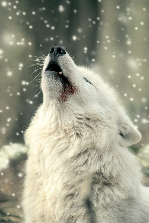 White Wolf....I howl with my little Corgie when the fire truck goes by ...