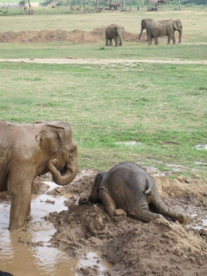 read recently that baby elephants throw themselves into the mud when ...