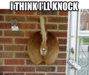 Funny Deer Backside Doorbell Ringer Picture Joke Meme - I think I'll ...