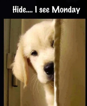 Funny monday quote with cute dog puppy... For more funnies and ...