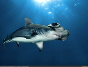 Tropical Fish Underwater Sea Life Hammerhead Shark HD wallpaper