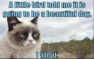 Oh Grumpy Cat...sometimes you are the only one who gets it!