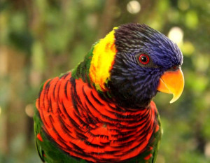 Most Colorful Bird Ever