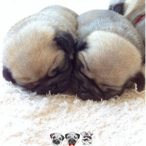 ... Cuddling Pugs, Dogue Pawparazzi, Baby Animal, Pugs Pugs, Twin Things