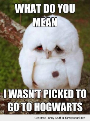 sad unhappy cute baby owl picked hogwarts harry potter animal funny ...