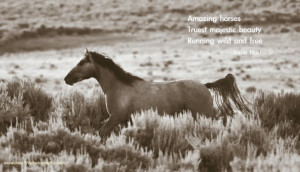 Horse Quotes and Cowgirl Quotes… with some Cowboy Quotes too