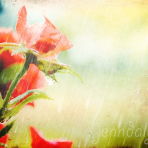 April showers - 8 x 10 fine art photograph, spring rain photo, flower ...