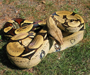 Descripci Boa Constrictor...
