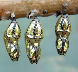 Metallic Mechanitis butterfly chrysalis from Costa Rica