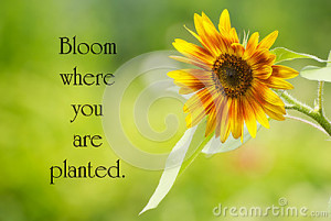 Inspirational quote by Mary Engelbreit with a pretty sunflower in full ...