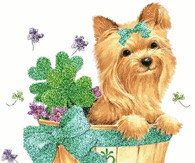 St. Patrick's Day Yorkie