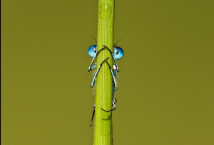 Funny Bug Photo - I See You