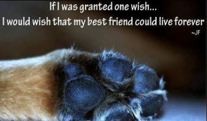 Granted One Wish, I Would Wish That My Best Friend Could Live Forever ...