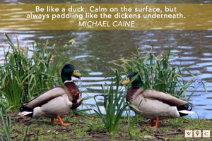 Wise advice from ducks. #animals #animalquotes #quack #cute