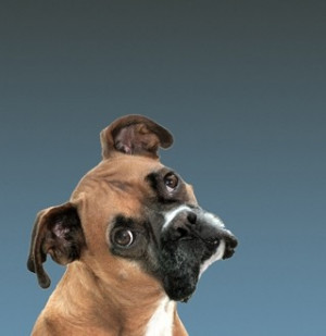 confused-dog-320x330.jpg