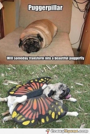 Cute Pug Transforming Into Butterfly Funny Pictures Quotes Photos ...