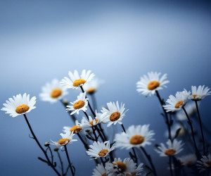 Cute Flower, From My Heart To You, Funky Bubbles, Funny Men Vs Women ...