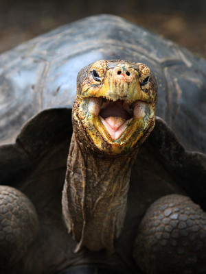 Galapagos Tortoise | Flickr – Photo Sharing! .