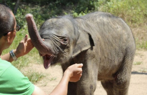 ... Baby Elephant Would Not Stop Crying After Being Rejected by His Mom