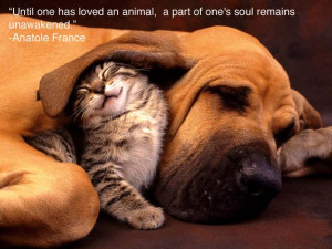 Community: 25 Inspiring Quotes For People Who Love Animals