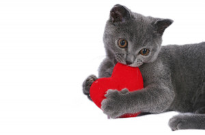 Valentines Day Funny Cats