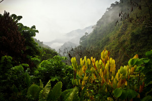 beautiful-scene-nature-green-forest-view-cloud-after-rain-taiwan ...