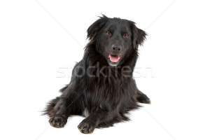 Border Collie Mixed Breeds