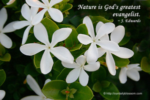 Jasmine Flower Quotes