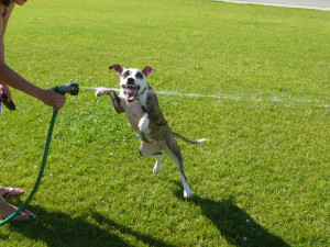 related posts it s thirsty thursday thirsty man the last thing the dog ...