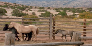 Wild Horse Roundups: Why are they conducted?