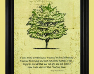 Henry David Thoreau Quote, Green Tr ee Art Drawing, Beautiful Nature ...