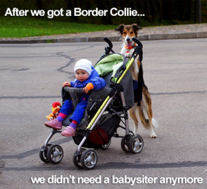 Border Collies really are THAT smart!