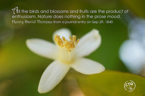 Все птицы, и цветение, и фрукты - плоды ...