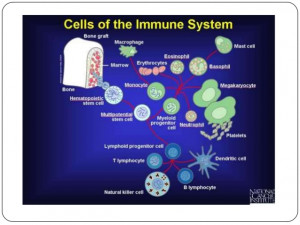 immune responses immediate responses by the innate immune system have