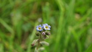 Forget-me-not background