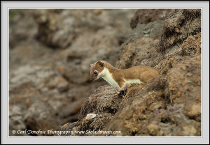Close Arctic Weasel Stock