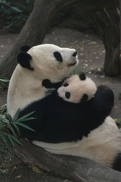 hugging panda hug mother creatur babi bear hugs panda bear pandas ...