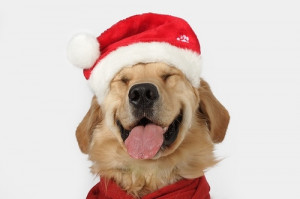 Dogs in Christmas Costumes « Read Less