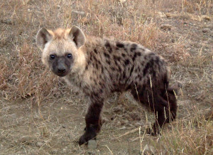 hyena mixed with pitbull